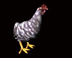 Gallina 3D