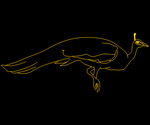 Pavo real 002